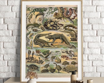 Adolphe Millot Prints, Reptiles Chart Print, Adolphe Millot Vintage Reptiles Poster Art, Reptiles Illustration, Reptiles , Animal Poster Art