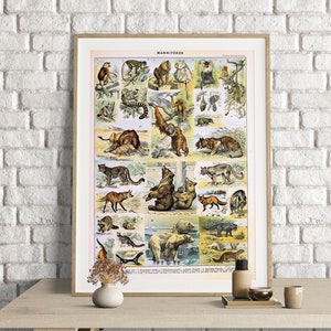 Adolphe Millot Prints, Mammals Chart Print, Adolphe Millot Vintage Scientific Illustration, Mammiferes, Animal Poster Art, Mammals Poster