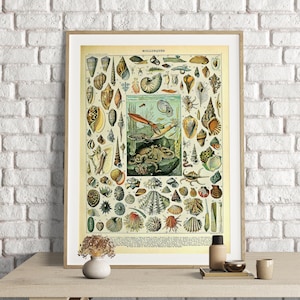 Adolphe Millot Prints, Vintage Mollusk Poster, Vintage Mollusques Print, Wall Art Print, Mollusk Illustraties, Sea Life Decor, Mollusk Print