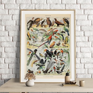 Adolphe Millot Prints, Birds Chart Print, Adolphe Millot vintage Birds Poster Art Print, Oiseaux, Animal Poster Art, Ornithologie