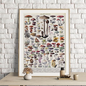 Adolphe Millot Prints, Mushroom Print, Adolphe Millot Vintage Mushroom Poster Art Print, Champignons, Mushrooms Poster Art, Fungi Poster