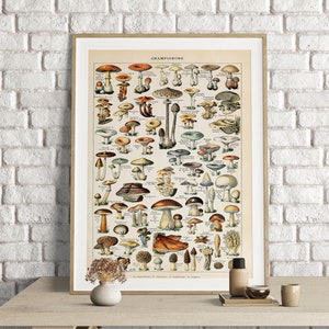 Adolphe Millot Prints, Mushroom Print, Adolphe Millot Vintage Mushroom Poster Art Print, Champignons, Mushrooms Poster Art, Fungi Poster