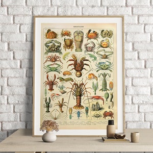 Adolphe Millot Prints, Vintage Muschel Poster, Vintage Muschel Druck, Wand Kunst Druck, Vintage Krebse Illustrationen, Seeleben Dekor