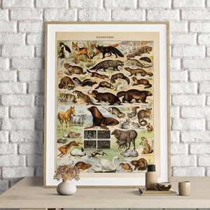 Adolphe Millot Prints, Furry Animals Chart, Adolphe Millot Vintage Scientific Illustration, Animaux, Animal Poster Art, Fourrures Print