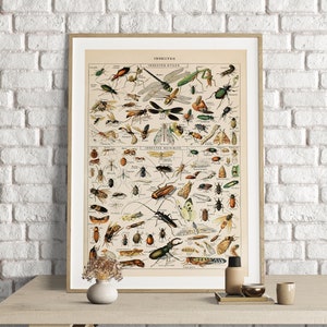 Adolphe Millot Prints, Insectos Vintage Science Print, Vintage Insectes Poster, Wall Art Print, Insects Poster, Insectes Prints, Arthropods