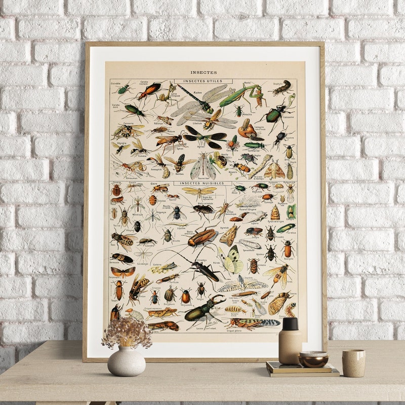 Insect Poster - Etsy