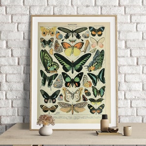 Adolphe Millot Prints, Butterfly Chart Print, Adolphe Millot Vintage Butterfly Poster Art Print, Mariposas, Animal Poster Art, Papillons