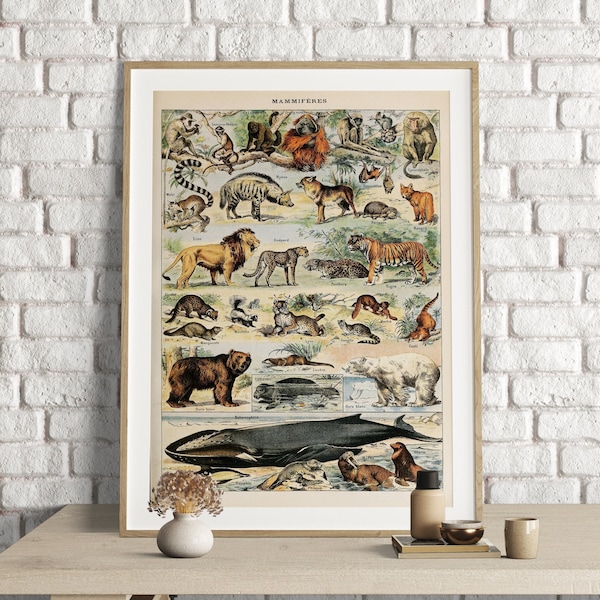Adolphe Millot Prints, Mammals Chart Print, Adolphe Millot Vintage Scientific Illustration, Mammiferes, Animal Poster Art, Mammals Poster