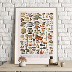Adolphe Millot Prints, Mushroom Print, Adolphe Millot Vintage Mushroom Poster Art Print, Champignons, Mushrooms Poster Art, Fungi Poster
