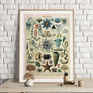 Adolphe Millot Prints, Vintage Sea Life Poster, Ocean Art Print, Sea Life Print, Oceanographie, Sea Life Decor, Oceanography, Sea Creatures