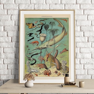 Adolphe Millot Prints, Vintage Sea Life Poster, Ocean Art Print, Sea Life Print, Oceanographie , Sea Life Decor, Oceanography, Sea Creatures