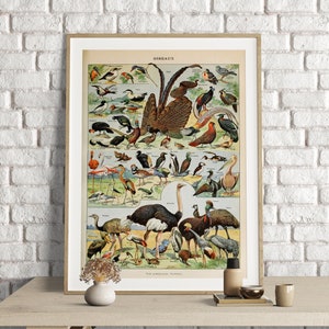 Adolphe Millot Prints, Birds Chart Print, Adolphe Millot Vintage Birds Poster Art Print, Oiseaux, Animal Poster Art, Ornithology