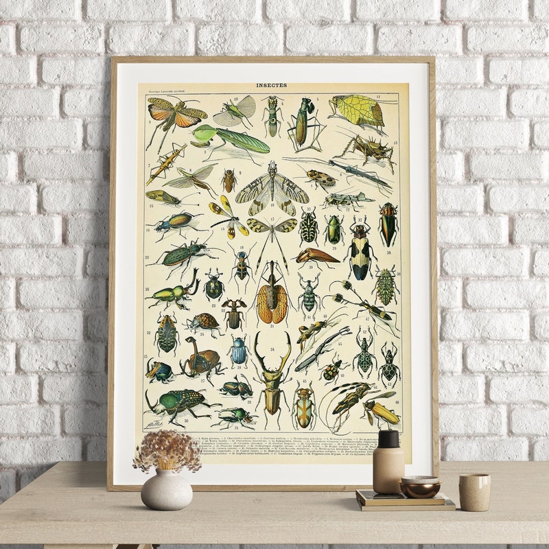 Insect Poster - Etsy