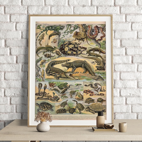 Impressions d'Adolphe Millot, impression de tableau de reptiles, affiche d'art vintage de reptiles d'Adolphe Millot, illustration de reptiles, reptiles, affiche d'art d'animaux