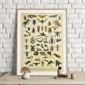 Adolphe Millot Prints, Insects Vintage Science Print ,Vintage Insectes Poster, Wall Art Print, Insects Poster, Insectes Prints, Arthropods