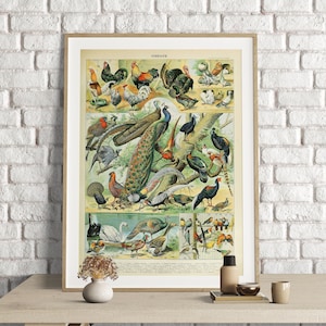 Adolphe Millot Prints, Birds Chart Print, Adolphe Millot Vintage Birds Poster Art Print, Oiseaux, Animal Poster Art, Ornithology