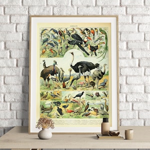 Adolphe Millot Prints, Birds Chart Print, Adolphe Millot Vintage Birds Poster Art Print, Oiseaux, Animal Poster Art, Ornithology