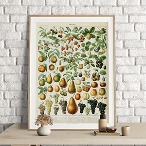 Adolphe Millot Prints, Fruit Print, Adolphe Millot Vintage Fruit Poster Art Print, Fruit, Botanische Poster Art, Keuken Home Decor