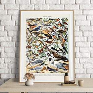 Adolphe Millot Prints, Birds Chart Print, Adolphe Millot Vintage Birds Poster Art Print, Oiseaux, Animal Poster Art, Ornitología