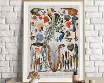 May include: A vintage illustration of various colorful birds, including a peacock, a pheasant, and a kingfisher. The birds are depicted in a natural setting with green foliage and flowers. The illustration is titled "PLUMES" and is printed on a white background.