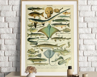 May include: Vintage illustrated poster featuring a collection of various fish species, labeled with numbers and names in French. The poster has a cream background with a light blue border and is framed in a wooden frame.