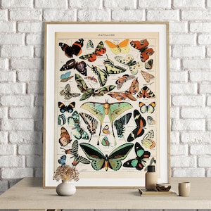Adolphe Millot Prints, Butterfly Chart Print, Adolphe Millot Vintage Butterfly Poster Art Print, Mariposas, Animal Poster Art, Papillons