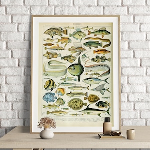 Adolphe Millot Prints, Vintage Sea Life Poster, Ocean Art Print, Sea Life Print, Fishes Poster, Sea Creatures, Poissons, Fish Prints