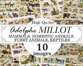 Adolphe Millot Mammals, Domestic Animals, Furry Animals, Reptiles Poster Set, Mammals Chart Print, Reptiles Chart Print, Mammiferes Poster