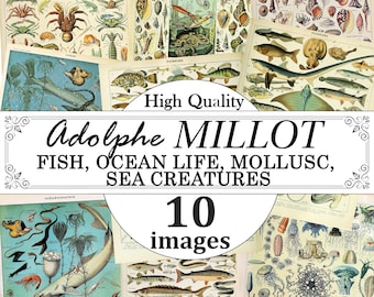 Adolphe Millot Fishes, Ocean life, Molluscs,Sea Creatures Poster Set, Fishes Chart Print, Ocean Life Chart Print, Oceanography Poster
