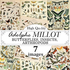 Adolphe Millot Schmetterlinge, Insekten, Gliederfüßer Poster Set, Schmetterlinge Chart Print, Insekten Chart Print, Arthropods Chart Print, 7 Stück