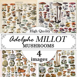 Impresiones de Adolphe Millot, Conjunto de carteles de setas vintage, Impresión de gráficos de setas, Cartel de micología, Impresiones de micología, Impresiones botánicas, Champiñones