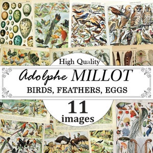 Adolphe Millot Vögel Federn Eier Poster Set, Vogel Chart Print, Feder Chart Print, Eggs Chart Print, Vintage Ornithology Poster