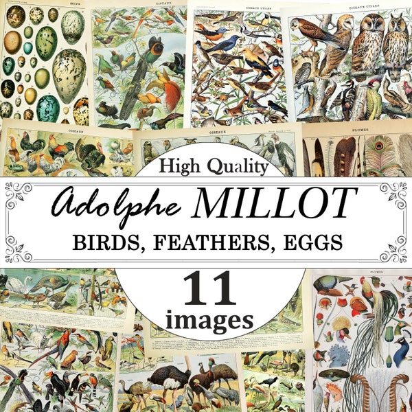 Adolphe Millot Birds Feathers Eggs Poster Set, Birds Chart Print, Feathers Chart Print, Eggs Chart Print, Vintage Ornithology Posters