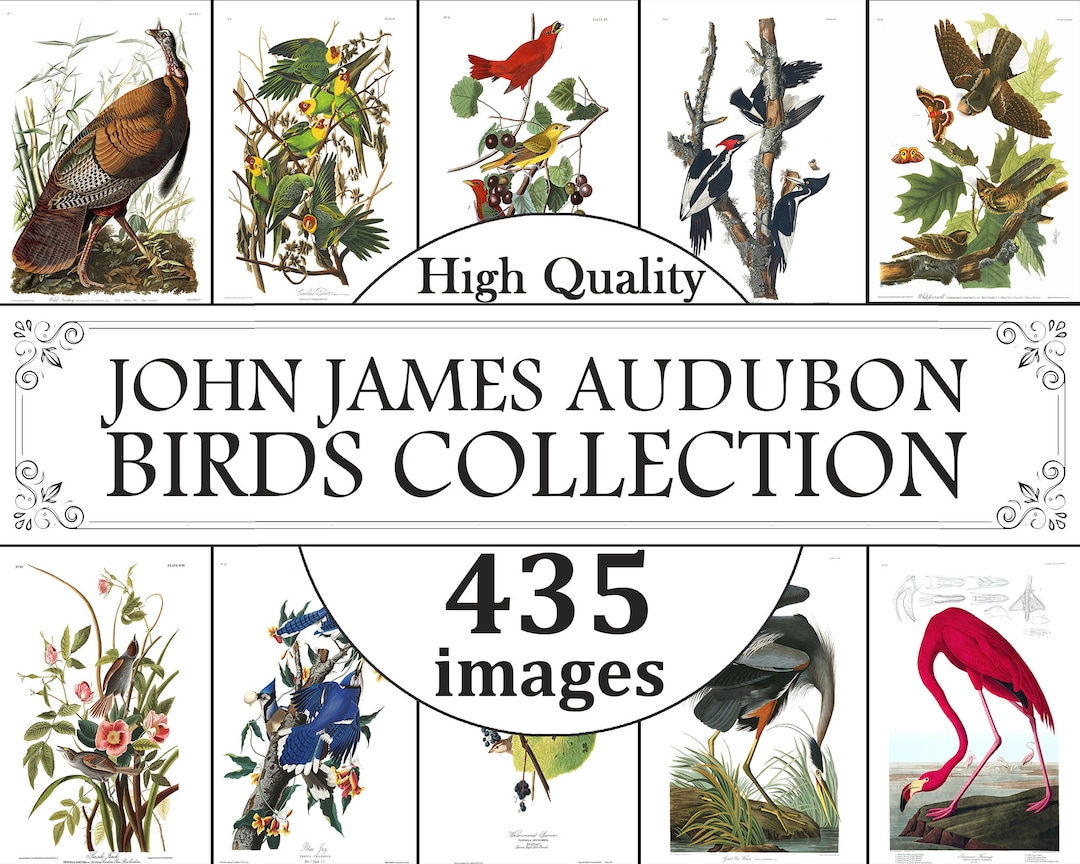 John James Audubon Bird Prints, Birds Wall Art, Vintage Bird Prints ...