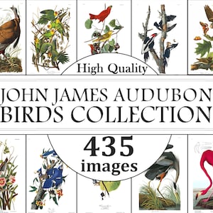 John James Audubon Bird Prints, Birds Wall Art, Vintage Bird Prints, Birds Chart Print,  Ornithology, Vintage Wall Art, Birds of America