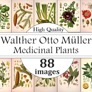 Walther Otto Müller, Köhlers Heilpflanzen, Kräuter Illustration, Illustration, Illustration, Illustration A4 Illustration