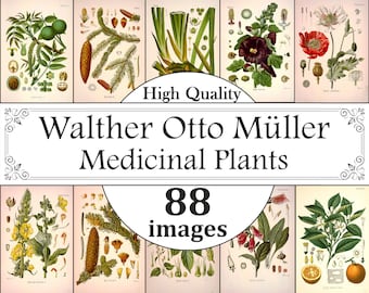 Walther Otto Müller Ilustraciones botánicas, Plantas medicinales de Köhler, Impresión de hierbas, Botánica, Materia medica, Impresiones botánicas ilustradas