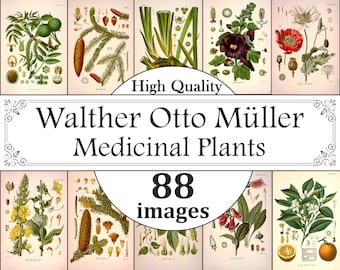 Walther Otto Müller Botanical illustrations, Köhler's Medicinal Plants, Herbs Print, Botany, Materia medica ,Illustrated Botanical Prints