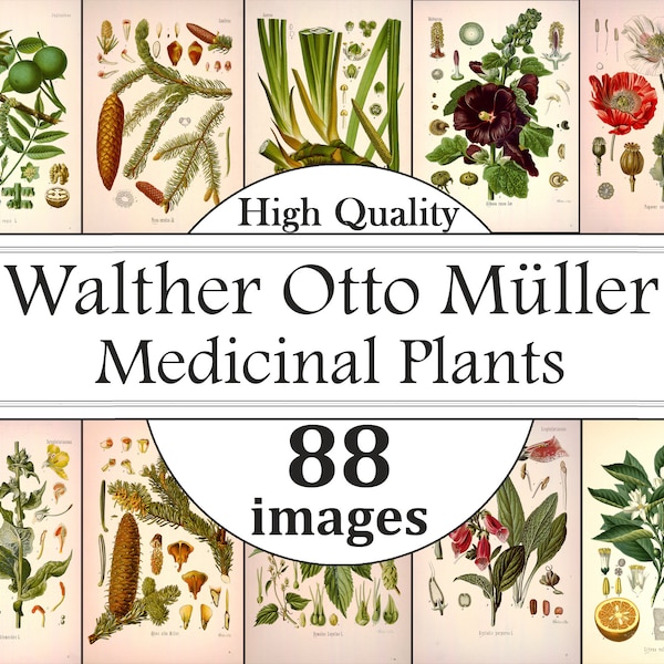 Walther Otto Müller Botanical illustrations, Köhler's Medicinal Plants, Herbs Print, Botany, Materia medica ,Illustrated Botanical Prints