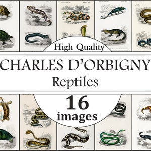 Charles D'Orbigny Planten, bloemen, kruiden, bomen posterset, plantenkaart print, kruidenkaart print, bloemenprints, botanische muurkunst prints