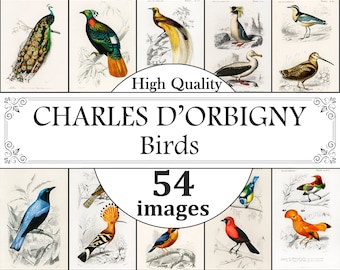 Charles Dessalines D'Orbigny Impresiones de aves, Arte de pared de aves, Impresiones de aves vintage, Impresión de gráficos de aves, Ornitología, Arte de pared vintage