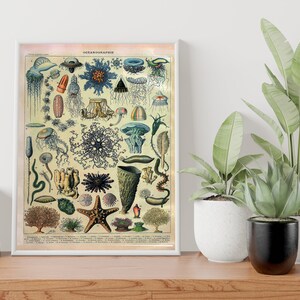 May include: Vintage illustration of various sea creatures, including jellyfish, starfish, and sea anemones. The illustration is in a light yellow frame with the word "OCEANOGRAPHIE" at the top.