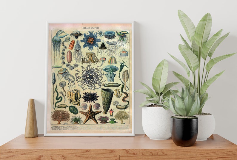May include: Vintage illustration of various sea creatures, including jellyfish, starfish, and sea anemones. The illustration is in a light yellow frame with the word "OCEANOGRAPHIE" at the top.