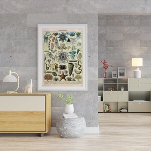 May include: A vintage illustration of various jellyfish and other sea creatures, printed on a cream-colored background. The illustration is framed in a white frame and hanging on a gray wall.