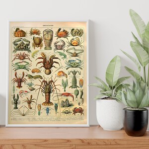 Puede incluir: Una impresi&oacute;n vintage enmarcada titulada "CRUSTACEOS" con ilustraciones detalladas de varios crust&aacute;ceos en tonos marr&oacute;n, verde y naranja. La impresi&oacute;n se exhibe sobre una superficie de madera con plantas en macetas en el fondo.
