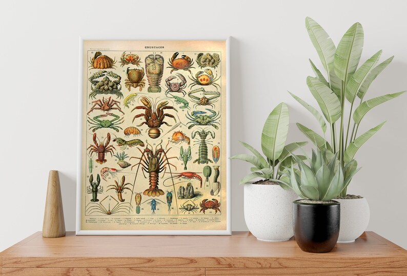 Puede incluir: Una impresi&oacute;n vintage enmarcada titulada "CRUSTACEOS" con ilustraciones detalladas de varios crust&aacute;ceos en tonos marr&oacute;n, verde y naranja. La impresi&oacute;n se exhibe sobre una superficie de madera con plantas en macetas en el fondo.