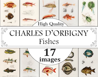 Charles Dessalines D'Orbigny Estampados de peces, Arte de pared de peces, Estampados de peces vintage, Impresión de cartas de peces, Ictiología, Arte de pared antiguo, Litografía