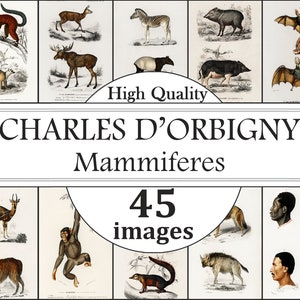 May include: A vintage illustration collection of 45 mammal images from Charles d'Orbigny's "Mammiferes". The illustrations feature a variety of animals, including a zebra, a bat, a pig, a llama, and a monkey.