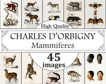 Illustrated Mammals Print - Natural History Nursery Art - Etsy