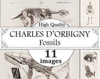 Charles Dessalines D'Orbigny Impresiones fósiles, Arte de pared fósil, Impresiones fósiles vintage, Impresión fósil antigua, Paleontología, Arte de pared zoológica